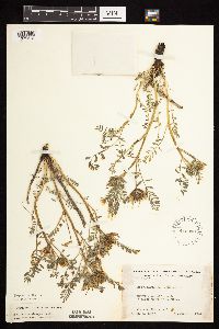 Astragalus crassicarpus var. crassicarpus image