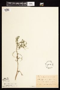 Astragalus crassicarpus var. crassicarpus image