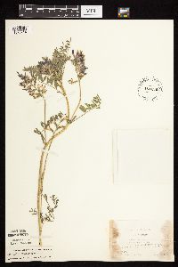 Astragalus crassicarpus var. crassicarpus image