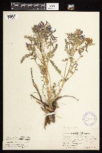 Astragalus crassicarpus var. crassicarpus image