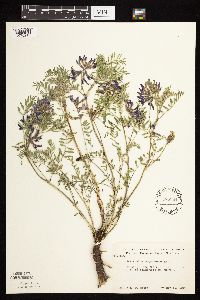 Astragalus crassicarpus var. crassicarpus image