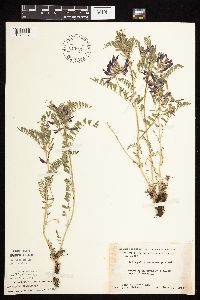 Astragalus crassicarpus image