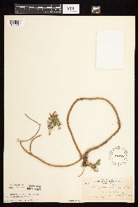 Astragalus crassicarpus image