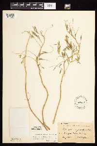 Astragalus crassicarpus image