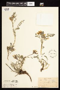 Astragalus crassicarpus image