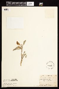 Astragalus crassicarpus image