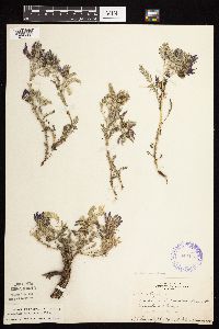 Astragalus crassicarpus var. crassicarpus image