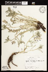 Astragalus crassicarpus var. crassicarpus image