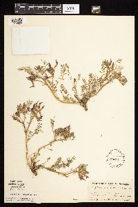 Astragalus crassicarpus var. crassicarpus image