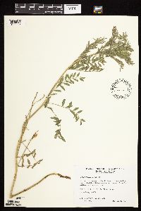 Astragalus crassicarpus image