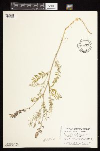 Astragalus flexuosus image