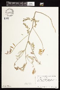 Astragalus flexuosus image