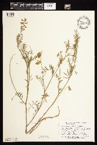 Astragalus flexuosus image