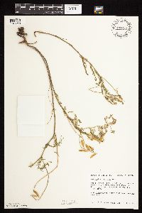 Astragalus flexuosus image