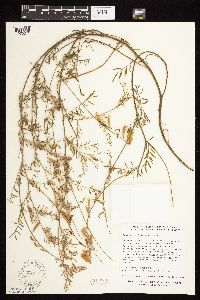 Astragalus flexuosus image