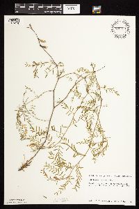 Astragalus flexuosus image