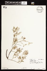 Astragalus flexuosus image