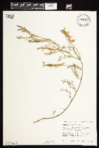 Astragalus flexuosus image