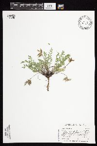 Astragalus lotiflorus image