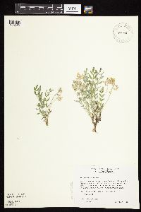 Astragalus lotiflorus image
