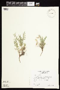 Astragalus lotiflorus image