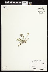 Astragalus lotiflorus image