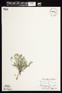 Astragalus lotiflorus image