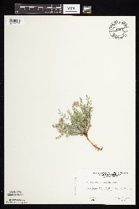 Astragalus lotiflorus image