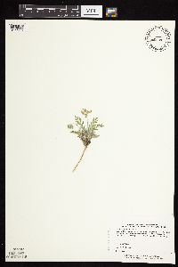 Astragalus lotiflorus image