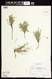 Astragalus lotiflorus image