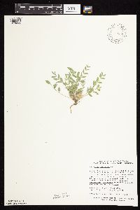 Astragalus lotiflorus image