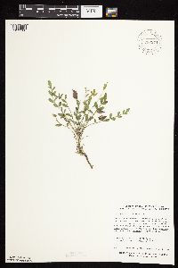 Astragalus lotiflorus image