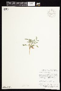 Astragalus lotiflorus image