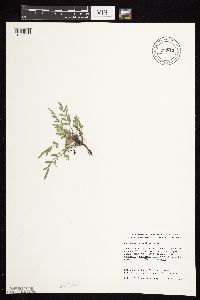 Astragalus lotiflorus image