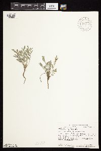 Astragalus lotiflorus image