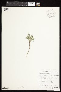 Astragalus lotiflorus image