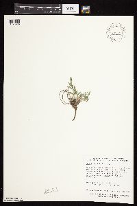 Astragalus lotiflorus image
