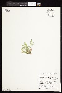 Astragalus lotiflorus image