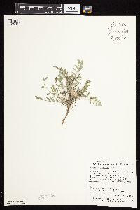 Astragalus lotiflorus image
