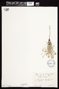 Astragalus lotiflorus image