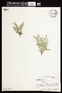 Astragalus lotiflorus image