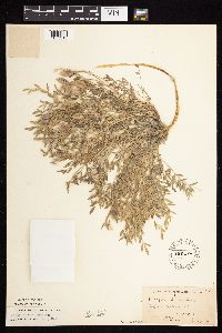 Astragalus lotiflorus image