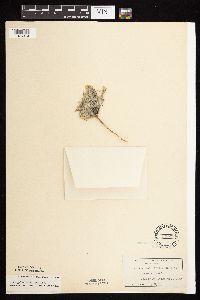 Astragalus lotiflorus image