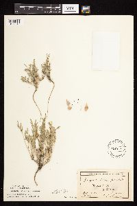Astragalus lotiflorus image