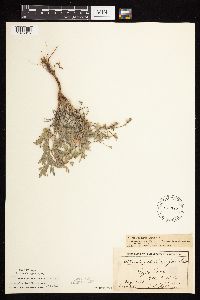 Astragalus lotiflorus image