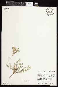 Astragalus lotiflorus image