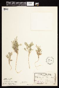 Astragalus lotiflorus image