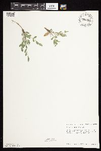 Astragalus lotiflorus image