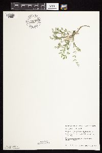 Astragalus lotiflorus image