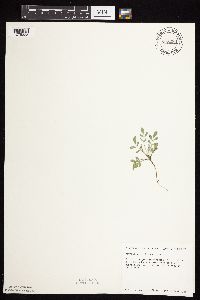 Astragalus lotiflorus image